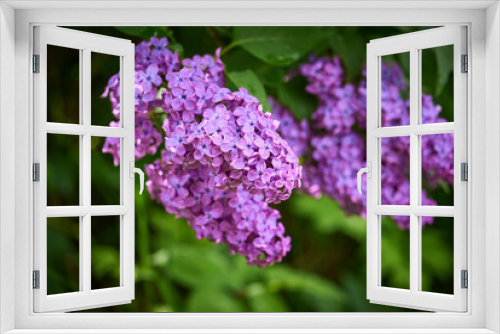 Fototapeta Naklejka Na Ścianę Okno 3D - Blooming purple lilac branche 