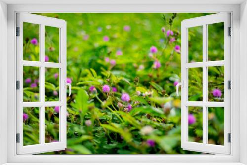 Fototapeta Naklejka Na Ścianę Okno 3D - sensitive plant, sleepy plant background or texture.