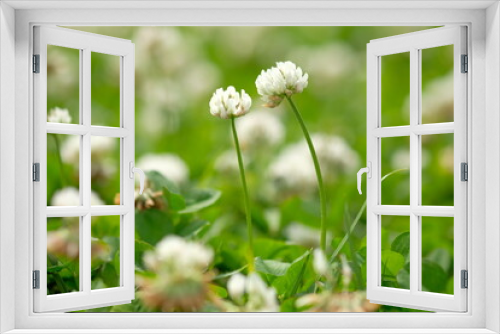 Fototapeta Naklejka Na Ścianę Okno 3D - white clover in full blooming