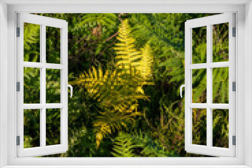 Fototapeta Naklejka Na Ścianę Okno 3D - Summer foliage