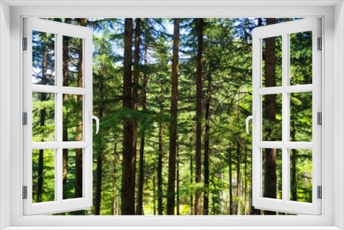 Fototapeta Naklejka Na Ścianę Okno 3D - Pine trees in the forest with texture background