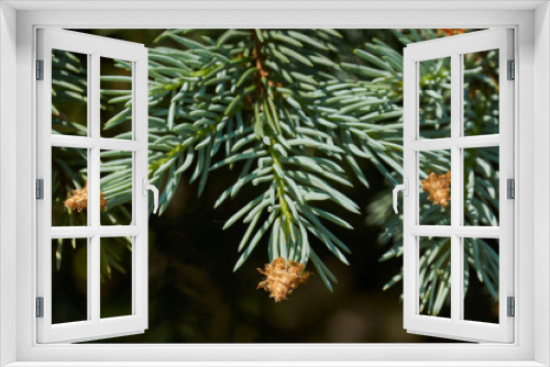 Fototapeta Naklejka Na Ścianę Okno 3D - Young shoots of blue spruce. Blue spruce, or prickly spruce (lat. Picea pungens) is a tree, a species of the genus Spruce.