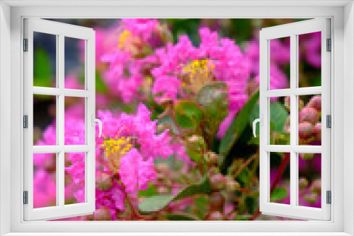 Fototapeta Naklejka Na Ścianę Okno 3D - ピンクのサルスベリの花