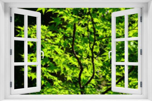 Fototapeta Naklejka Na Ścianę Okno 3D - 日本楓の新緑
