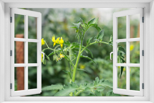 Fototapeta Naklejka Na Ścianę Okno 3D - tomato yellow flowers in the garden with close up