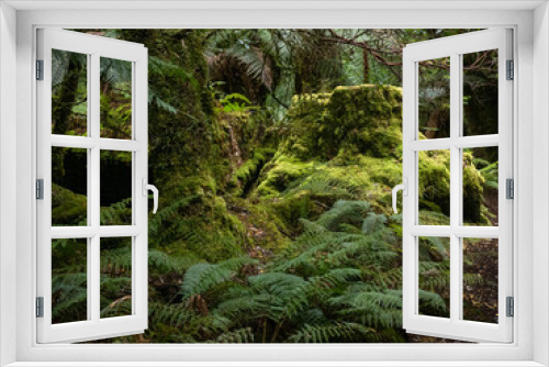 Fototapeta Naklejka Na Ścianę Okno 3D - Green moss on the floor of the Tarkine Forest with ferns and tree stump