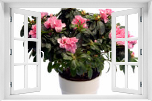 Fototapeta Naklejka Na Ścianę Okno 3D - Nice Pink Flowers Isolated on White