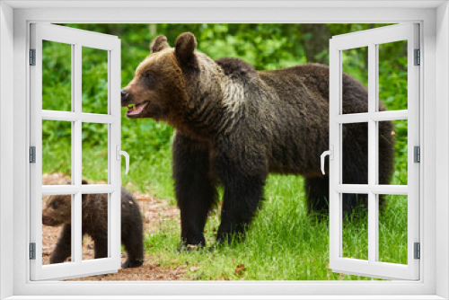 Fototapeta Naklejka Na Ścianę Okno 3D - Mother bear and cub