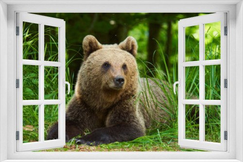 Fototapeta Naklejka Na Ścianę Okno 3D - Large brown bear in the forest