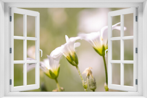Fototapeta Naklejka Na Ścianę Okno 3D - białe kielichowate kwiatki rogownica polna cerastium arvense
