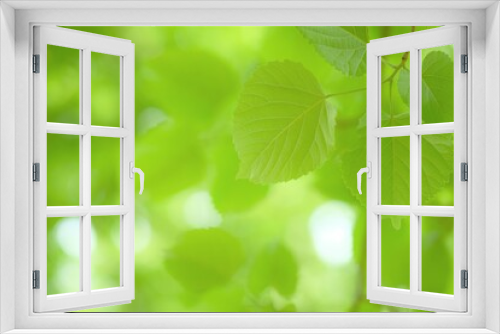 Fototapeta Naklejka Na Ścianę Okno 3D - close up of bodhi tree leaves