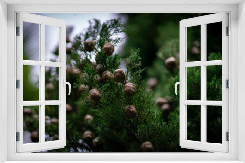 Fototapeta Naklejka Na Ścianę Okno 3D - folhas plantas natureza