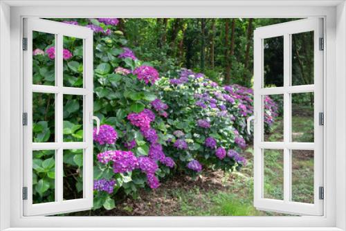 Fototapeta Naklejka Na Ścianę Okno 3D - Purple hortensia or hydrangea shrubs hedge in the shady garden