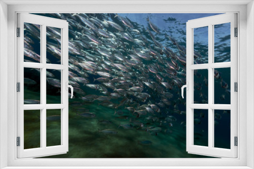 Fototapeta Naklejka Na Ścianę Okno 3D - Striped mackerel feeding in the Red Sea.