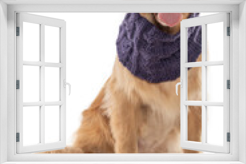 Fototapeta Naklejka Na Ścianę Okno 3D - golden retriever dog sticking out tongue wearing a scarf