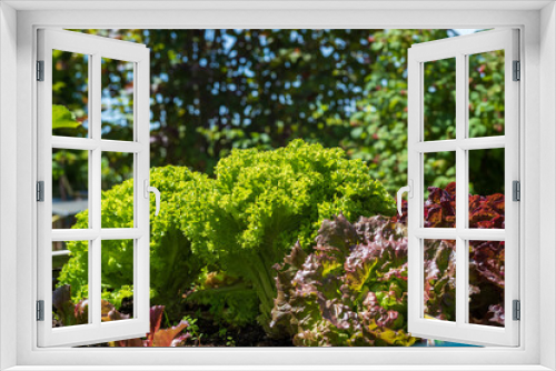 Fototapeta Naklejka Na Ścianę Okno 3D - green salad
