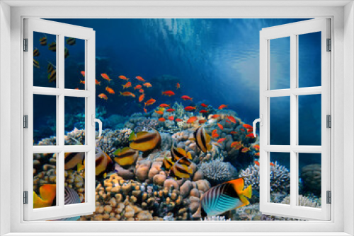 Fototapeta Naklejka Na Ścianę Okno 3D - Underwater scene. Coral reef and fish groups