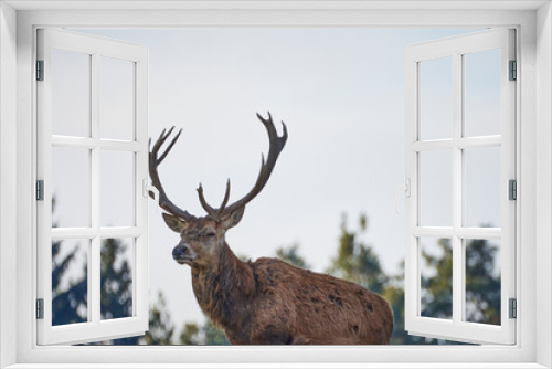 Fototapeta Naklejka Na Ścianę Okno 3D - deer in front of trees