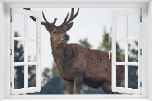 Fototapeta Naklejka Na Ścianę Okno 3D - deer in front of trees