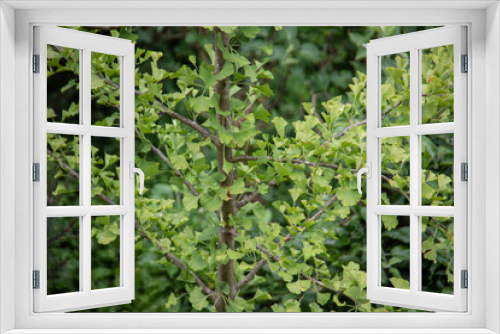 Fototapeta Naklejka Na Ścianę Okno 3D - Branches of the ginkgo tree