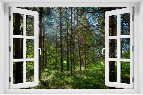 Fototapeta Naklejka Na Ścianę Okno 3D - A pine forest in Samarskaya Luka National Park!
