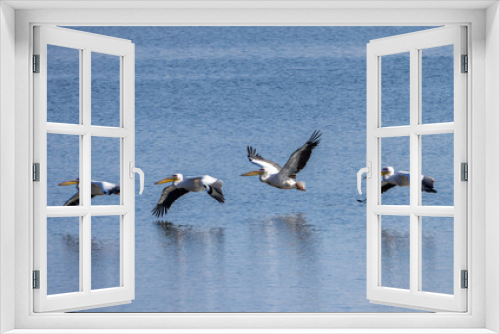 Fototapeta Naklejka Na Ścianę Okno 3D - Pelican Doa, during the migratory season in the fall, passes through the skies of the State of Israel in the Syrian-African rift, heading south to Africa