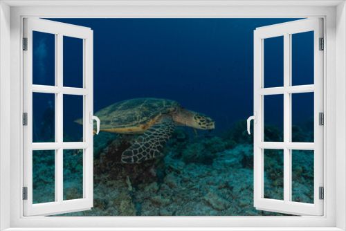 Fototapeta Naklejka Na Ścianę Okno 3D - Hawksbill sea turtle at the Tubbataha Reefs Philippines