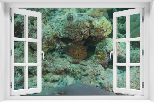 Fototapeta Naklejka Na Ścianę Okno 3D - Coral reef and water plants at the Tubbataha Reefs, Philippines
