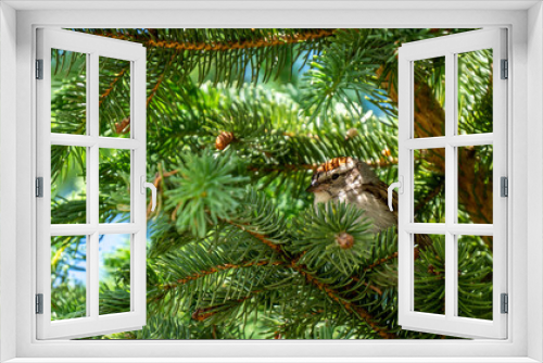 Fototapeta Naklejka Na Ścianę Okno 3D - Close-up of a chipping sparrow perched in a pine tree that is growing in a forest on a warm sunny day in June.