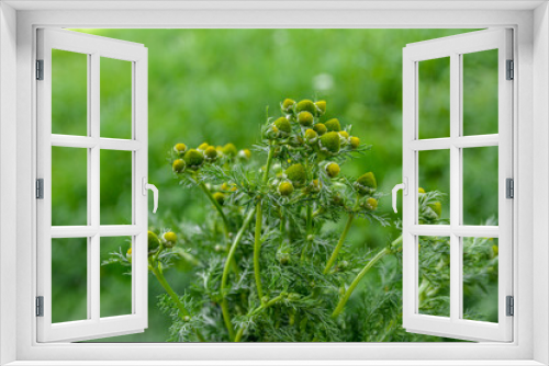 Fototapeta Naklejka Na Ścianę Okno 3D - Fragrant chamomile (Matricaria discoidea) grows in nature