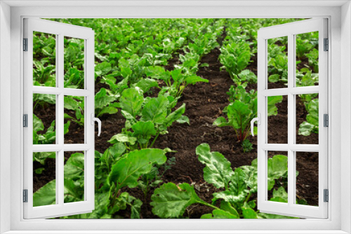 Fototapeta Naklejka Na Ścianę Okno 3D - Beet seedlings planted. Vegetable garden, agriculture, rural, business