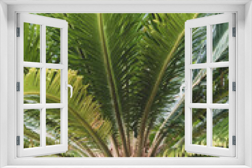 Fototapeta Naklejka Na Ścianę Okno 3D - palm tree leaves nature background 