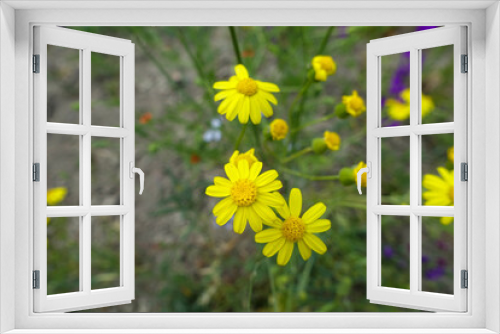 Fototapeta Naklejka Na Ścianę Okno 3D - yellow daisy flower,all yellow daisy,fresh yellow daisy flowers in nature,