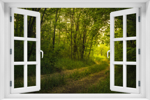 Fototapeta Naklejka Na Ścianę Okno 3D - Path Through The Magic Forest, Summer scene, Dirt road, country. valley countryside road between green meadows. Rural spring, landscape. morning, sunny day light for backgrounds or wallpapers. Căușeni