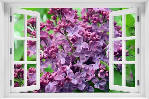 Fototapeta Naklejka Na Ścianę Okno 3D - Blooming lilac trees in the Lilacs garden in Moscow