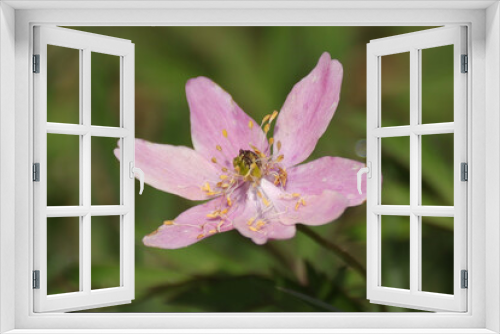 Fototapeta Naklejka Na Ścianę Okno 3D - Anémone sylvie (Anemone nemorosa)