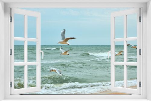 Fototapeta Naklejka Na Ścianę Okno 3D - Seagull bird in the sea