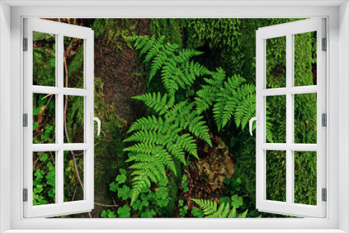 Fototapeta Naklejka Na Ścianę Okno 3D - Fern leaf background