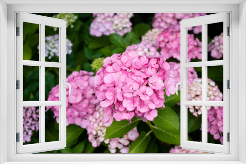Fototapeta Naklejka Na Ścianę Okno 3D - ピンクの花びらが大きくて、美しいアジサイ