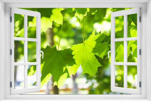 Fototapeta Naklejka Na Ścianę Okno 3D - Background from green leaves of a tree in bright sunshine.