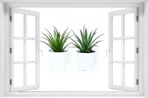 Fototapeta Naklejka Na Ścianę Okno 3D - Indoor small green plant isolated on white
