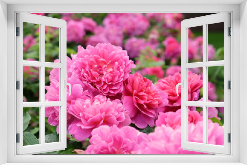 Fototapeta Naklejka Na Ścianę Okno 3D - Pink Rosa 'Princess Anne' in flower