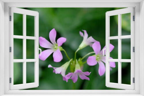 Fototapeta Naklejka Na Ścianę Okno 3D - ピンク色の小花