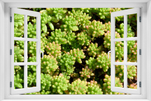 Fototapeta Naklejka Na Ścianę Okno 3D - 多肉植物