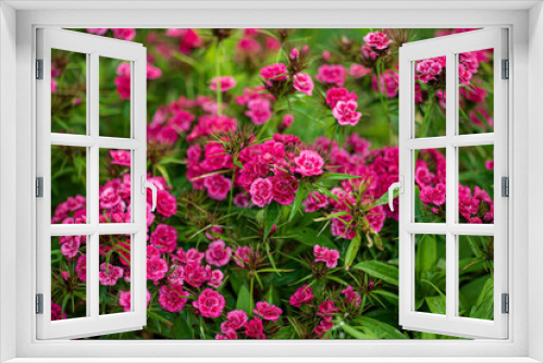 Fototapeta Naklejka Na Ścianę Okno 3D - Sweet William in the garden