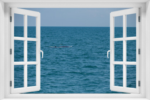 Fototapeta Naklejka Na Ścianę Okno 3D - bruda whale swimming in the sea