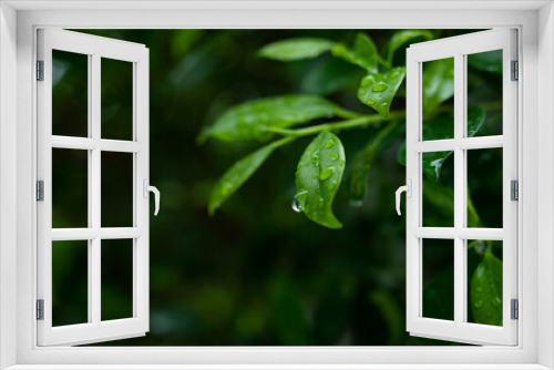 Fototapeta Naklejka Na Ścianę Okno 3D - Water on leave background, Green leaf nature , droplet, rainning