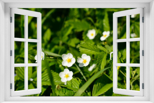 Fototapeta Naklejka Na Ścianę Okno 3D - white flowers of wild strawberry in green grass, close-up