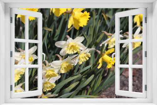 Fototapeta Naklejka Na Ścianę Okno 3D - Blooming flowers of daffodils.