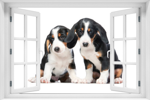 Fototapeta Naklejka Na Ścianę Okno 3D - Two puppies